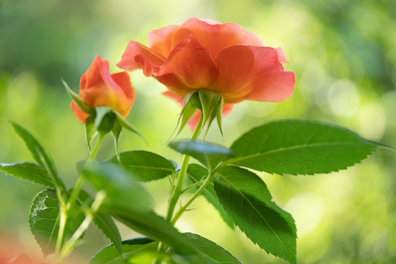 rosiers