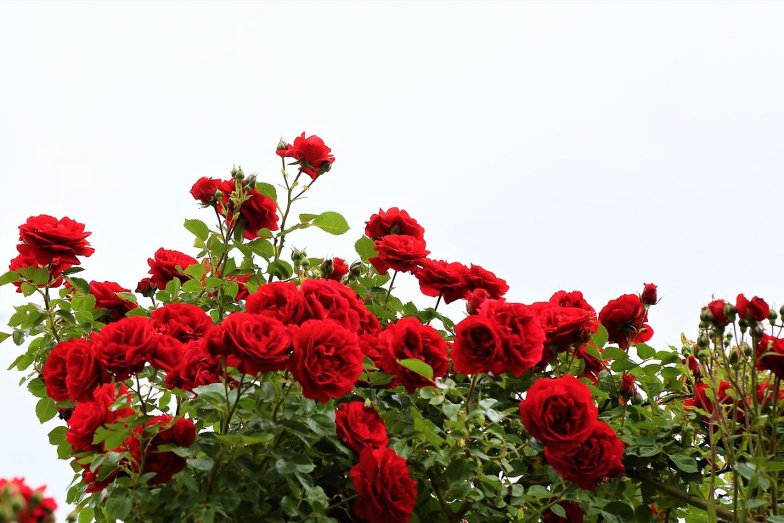 bouturage des rosiers