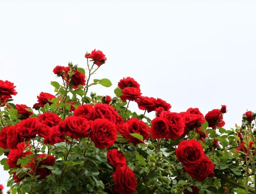 bouturage des rosiers