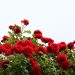 bouturage des rosiers