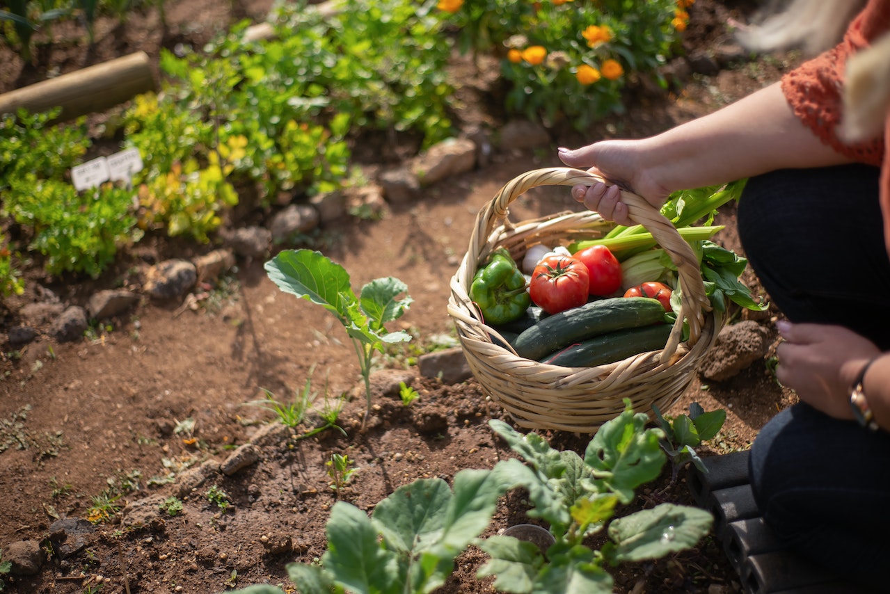 potager sur pied