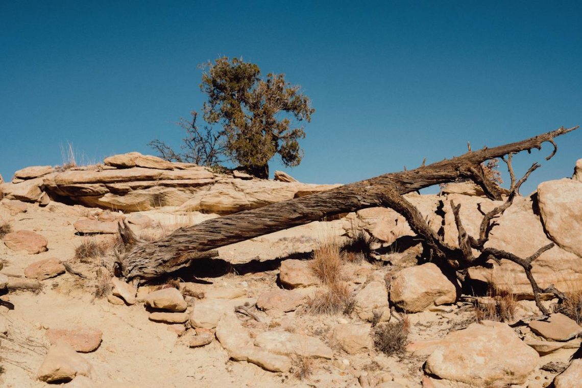 javel pour tuer un arbre