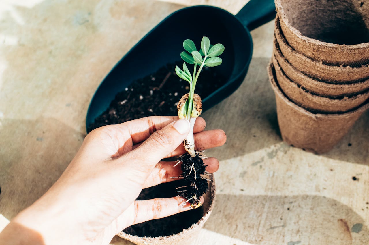 faire pousser les plantes avec de l'eau avec la magie de la bouture