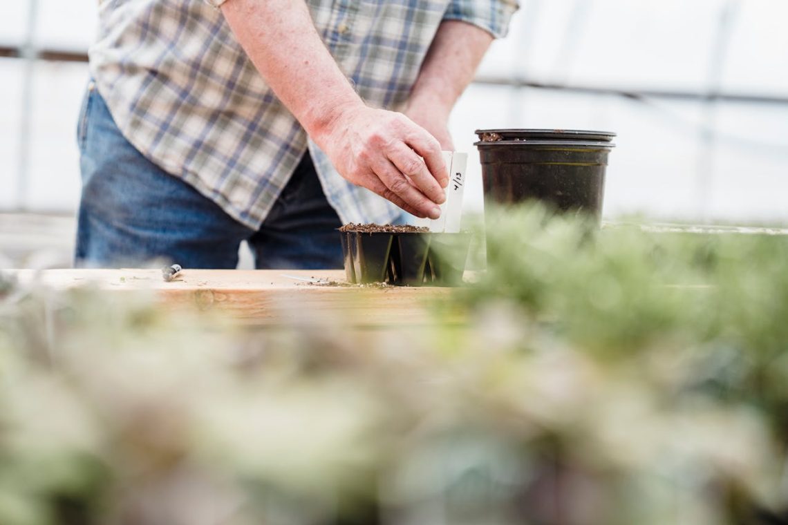 faire pousser vos plantes avec de l'eau avec la magie de la bouture