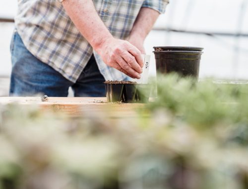 faire pousser vos plantes avec de l'eau avec la magie de la bouture