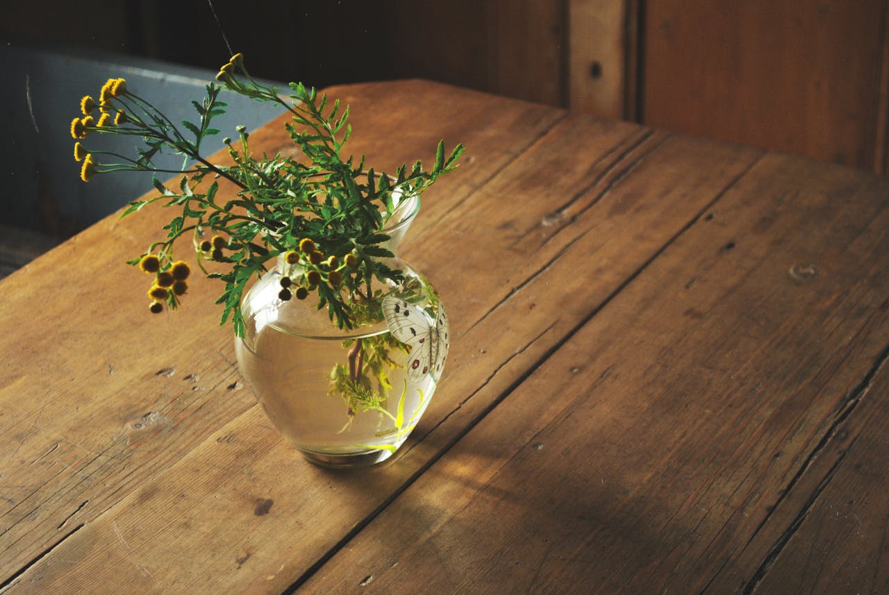 pousser les plantes avec de l'eau avec la magie de la bouture