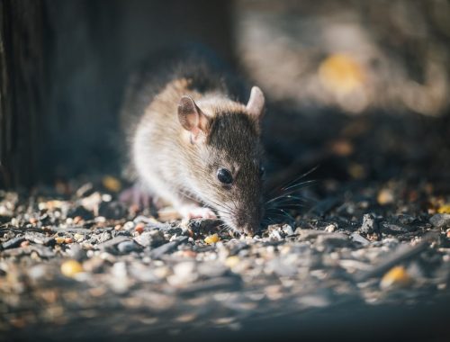 Réussir une dératisation rapide