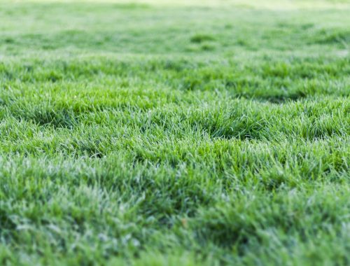 Guide pratique pour réussir la semence d'un gazon saine et durable