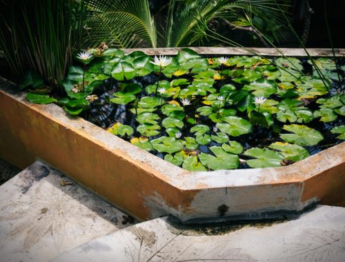 Guide pratique pour créer un bassin à poissons dans votre jardin