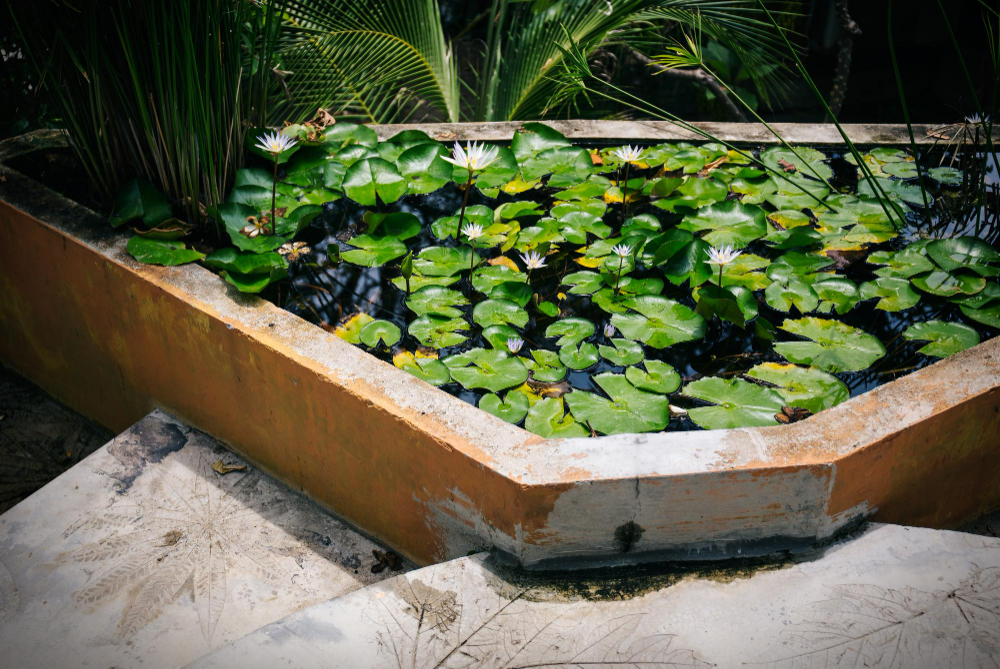 Guide pratique pour créer un bassin à poissons dans votre jardin